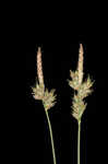 Whitetinge sedge